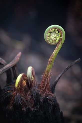 Fern resprouting after the fires