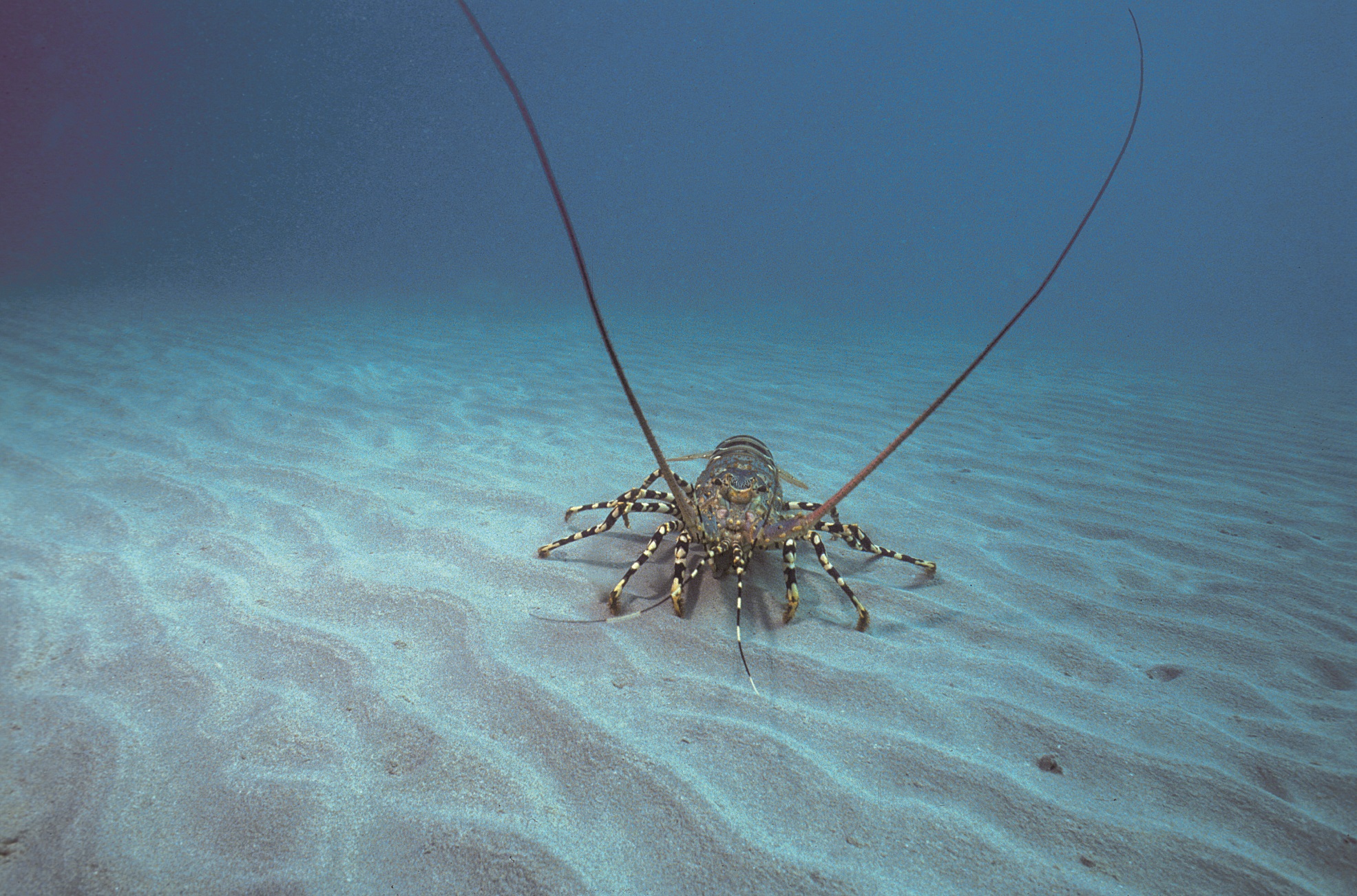 The tropical rock lobster fishery is economically the most important fishery for Torres Strait Islanders and supports the livelihoods of hundreds of fishers. 