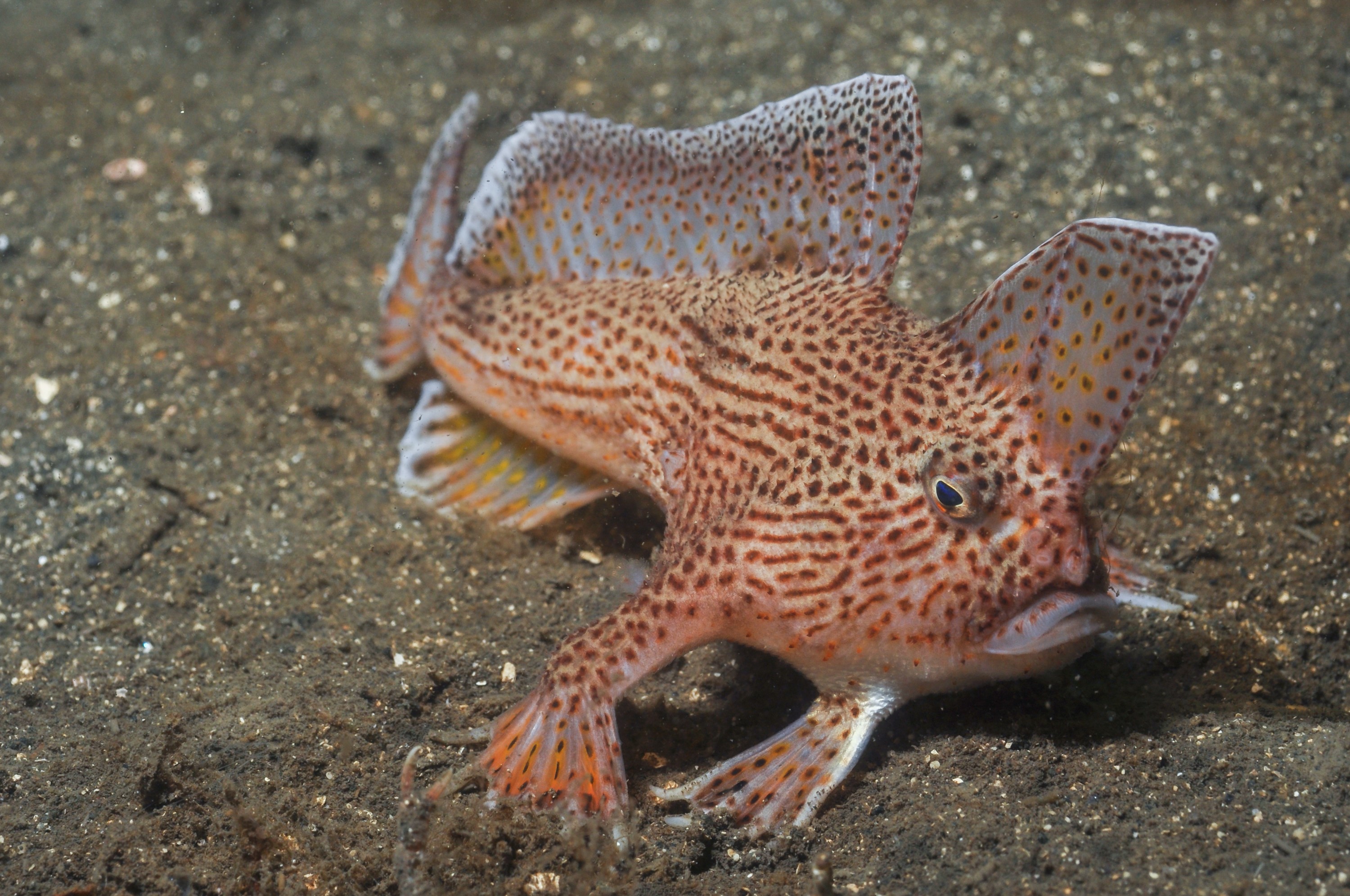 The Spotted Handfish - a fish as beloved as it is bizarre - scuttles along the sands on hand-like pectoral. ©  Rick Stuart-Smith