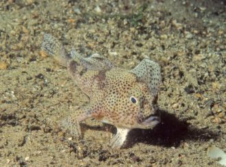 Spotted Handfish
