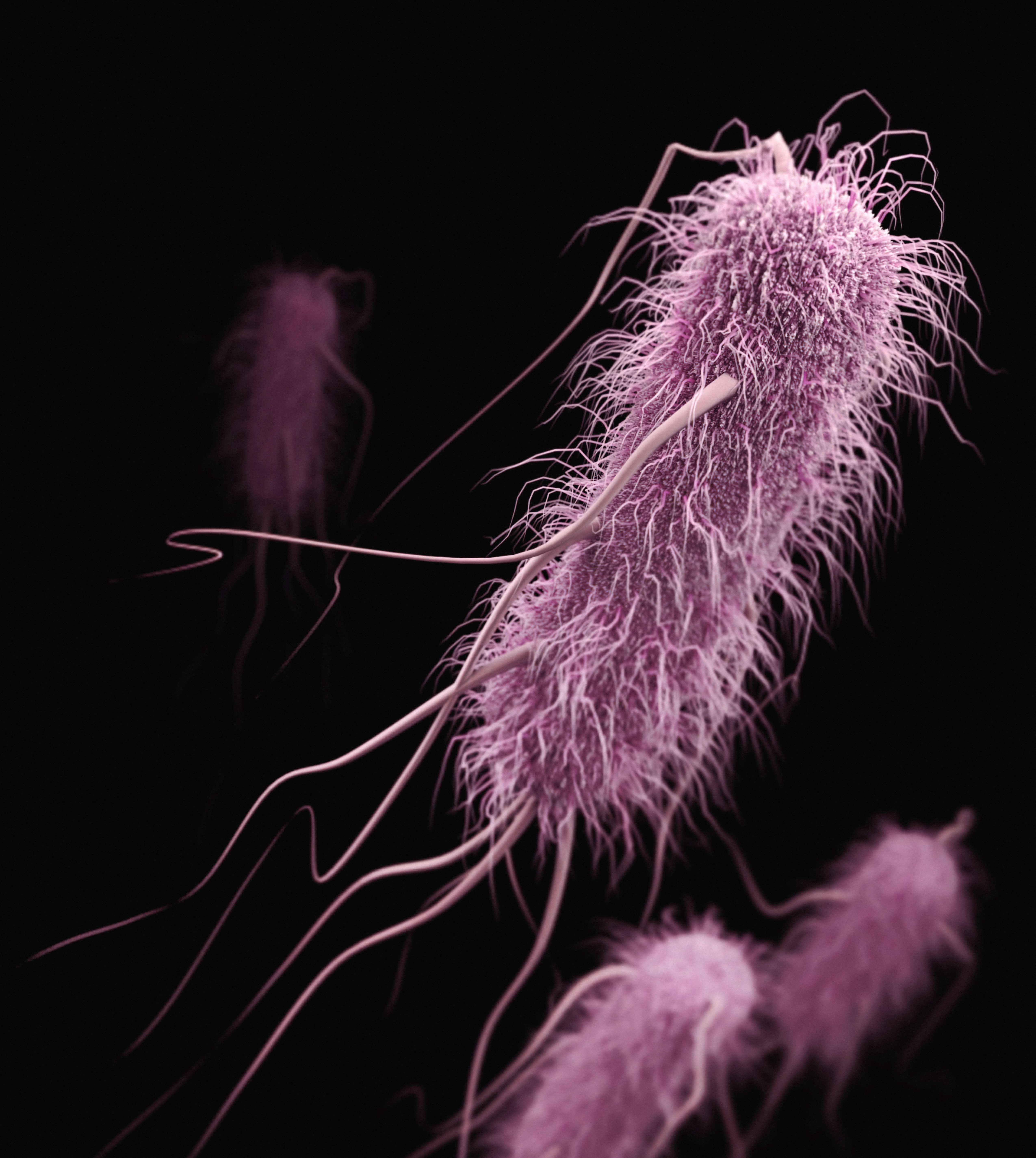 E. coli is one of a number of bacteria responsible for causing urinary tract infections which affect one in two women and one in twenty men in their lifetimes. 