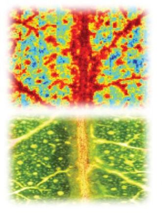 Infrared images of eucalypt leaves