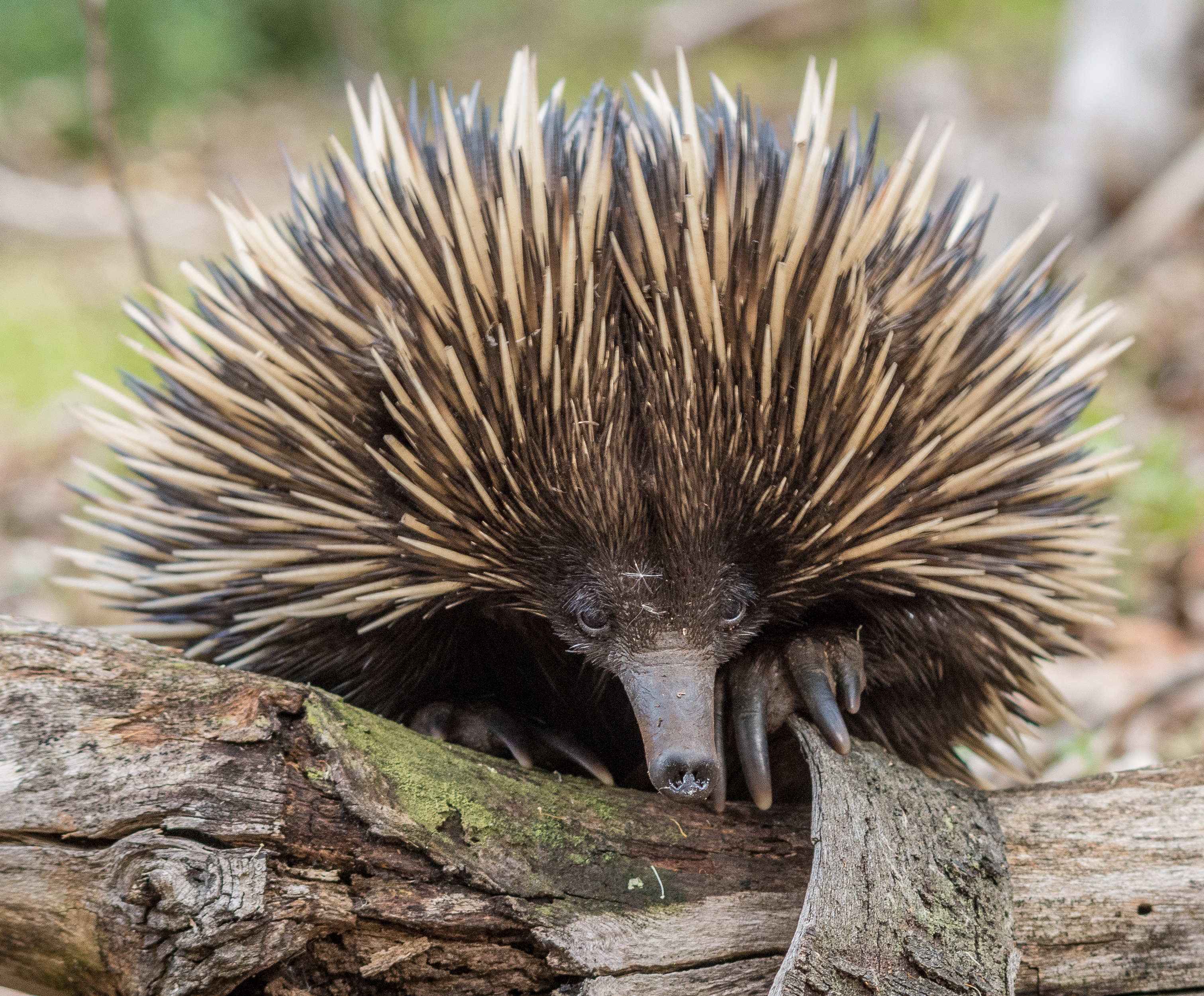 A wild short-beaked echidna.
