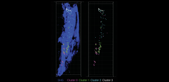 Imaging of cellular dynamics in the tibia