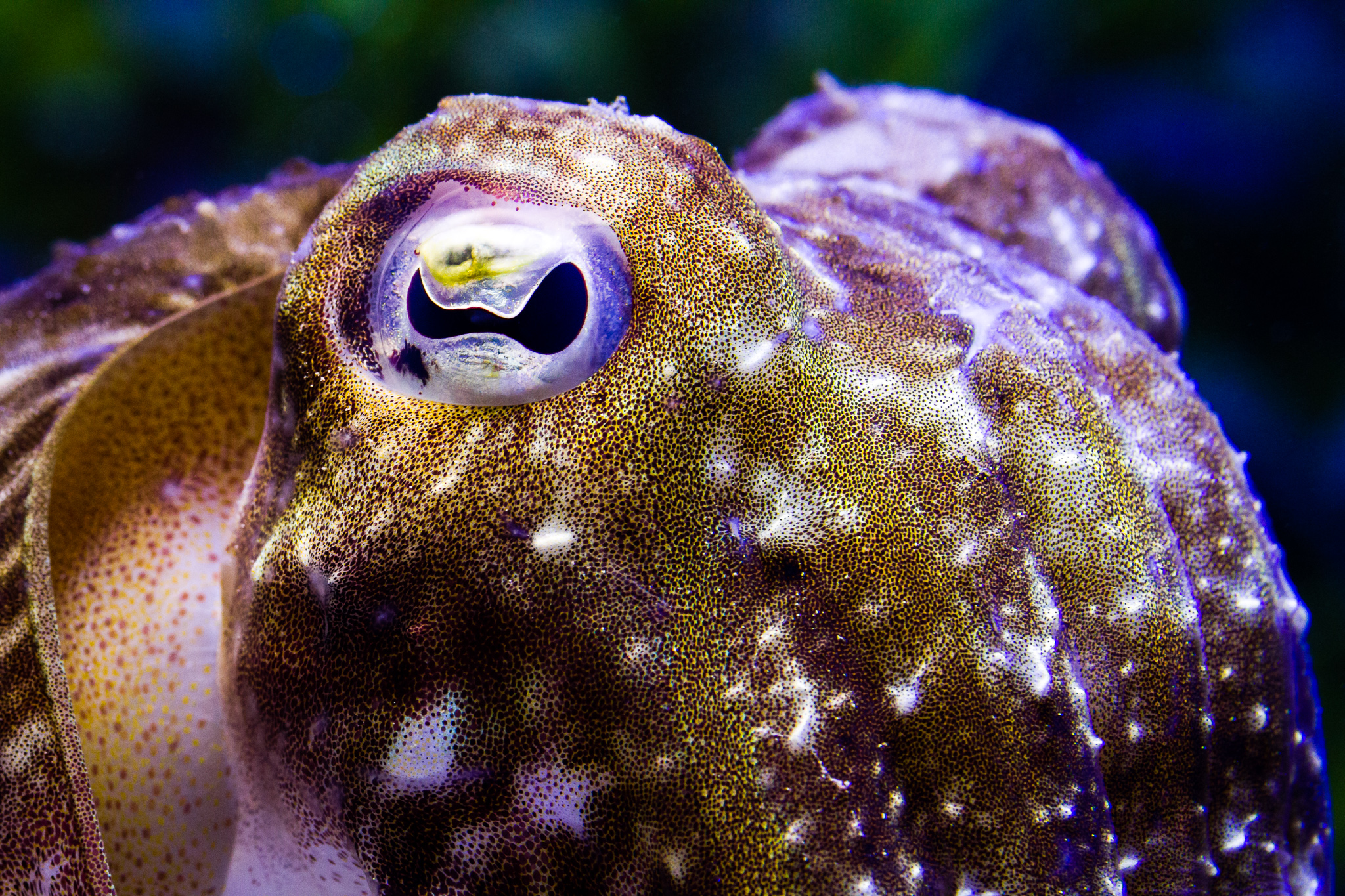 Detail of the head of a cuttlefish (Sepia officinalis). CREDIT: Stephan Junek, Max Planck Institute for Brain Research.