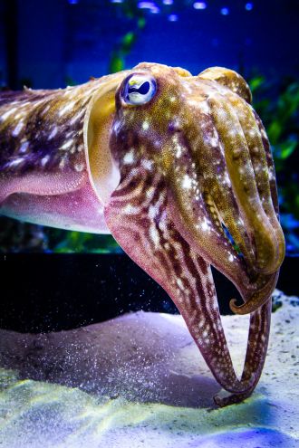 Image 2: Head of a cuttlefish (Sepia officinalis). 