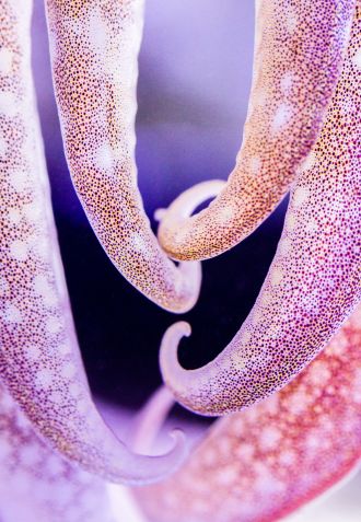 Image 4: Details of the arms of a cuttlefish (Sepia officinalis). 