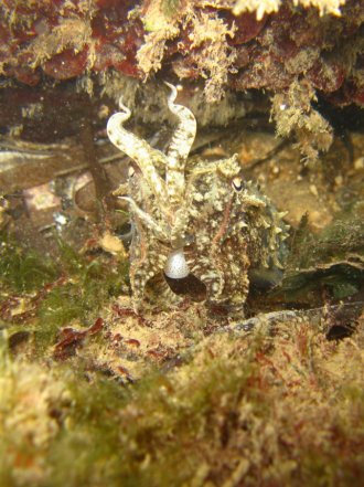 Cuttlefish 2