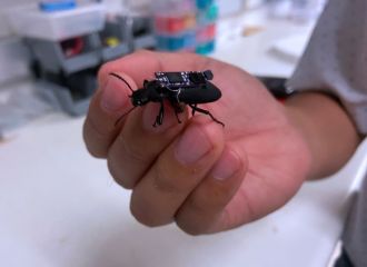 Cyborg beetles 1 
