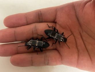 Cybor Beetles 3 