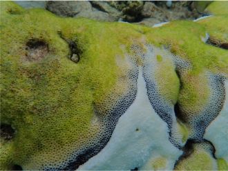 Black band disease on coral. 