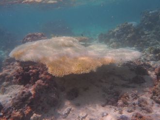 Bleached Acropora table coral. One Tree Island Reef