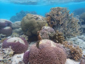 Coral at One Tree Island Reef before the bleaching