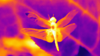Infrared-spectrum image of an ornamented dragonfly from the genus Tramea