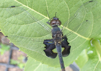 Visible-spectrum image of a dragonfly with dark wing coloration