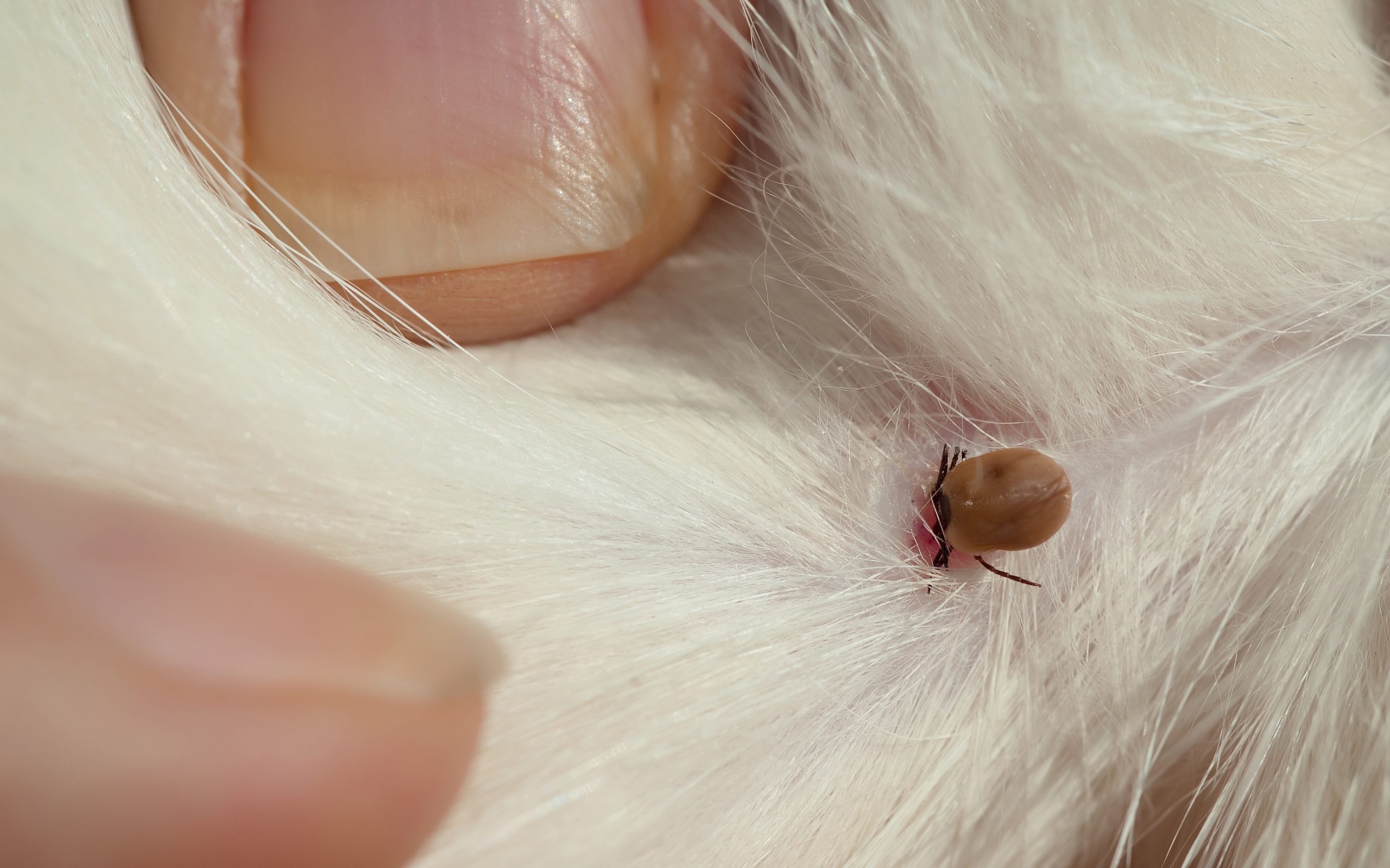 The research showed the number of tick cases drops off in the hottest months of the year.