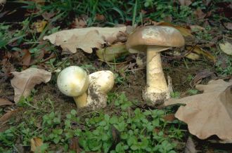 Immature deathcap mushroom