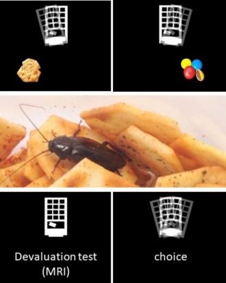 Decision-making tasks