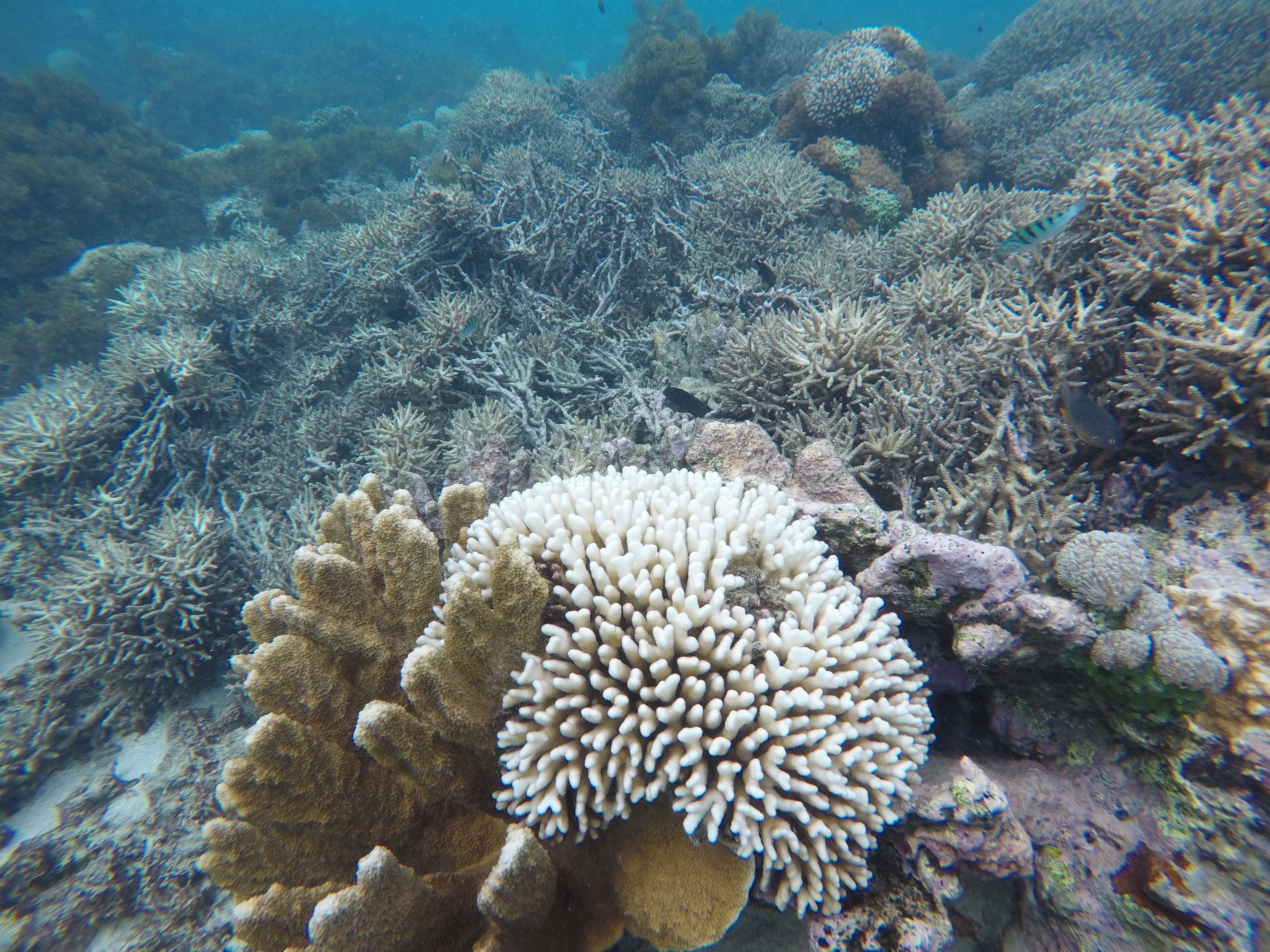 Bleaching and cyclone damage to reefs at  Lord Howe Island, March 2019 credit Kay Davis