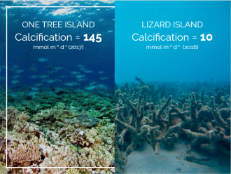 Calcification comparison, One Tree Island vs Lizard Island on Great Barrier Reef
