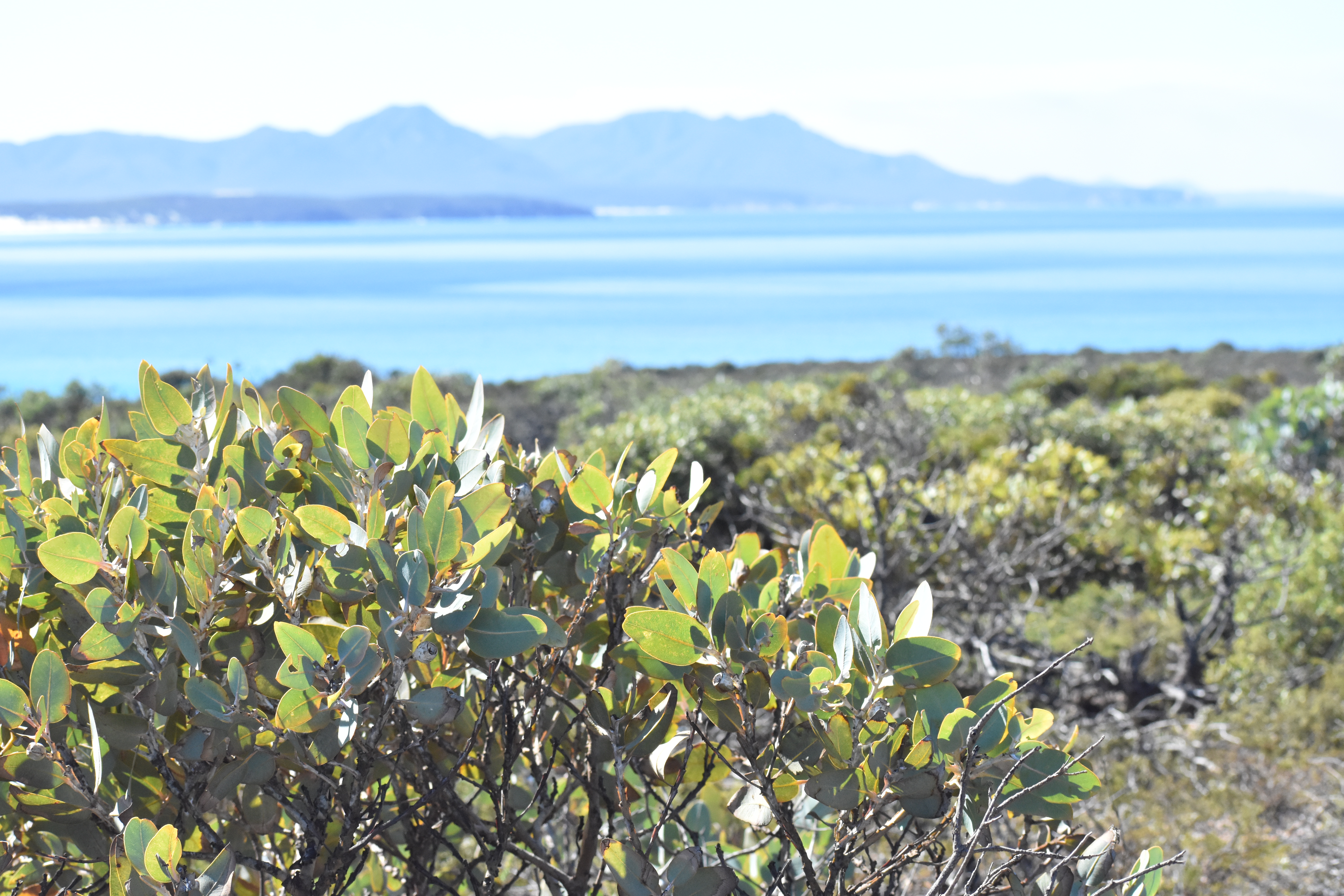 A mallee eucalyptus species, in Fitzgerald River National Park, Western Australia. There are more than 500 species of eucalypt in WA and many of them are endemic, making them a big contributor to its status as a biodiversity hotspot. Photo: S Buckley (ECU/UWA).