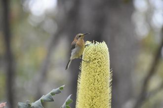 biodiversity hotspot 