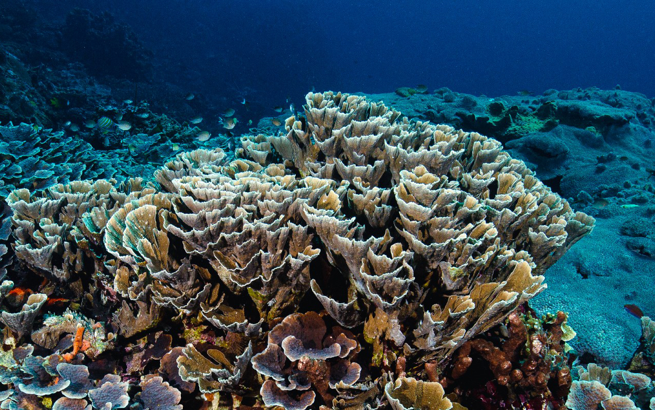 Mesophotic corals on the Great Barrier Reef. Credit: Professor Peter Mumby