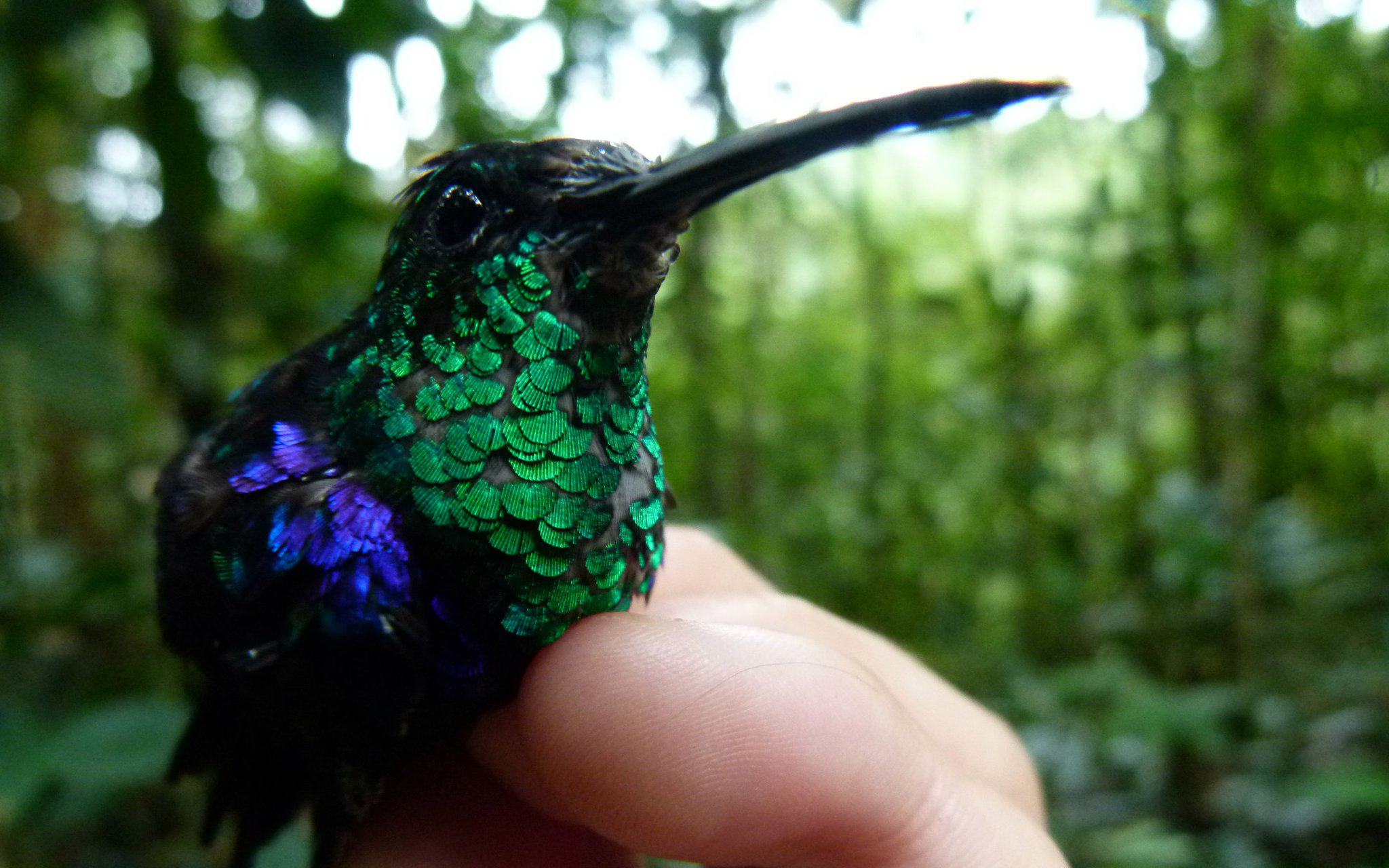 Credit: Pablo Negret