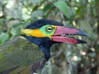 Golden-collared toucanet