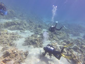 Diving