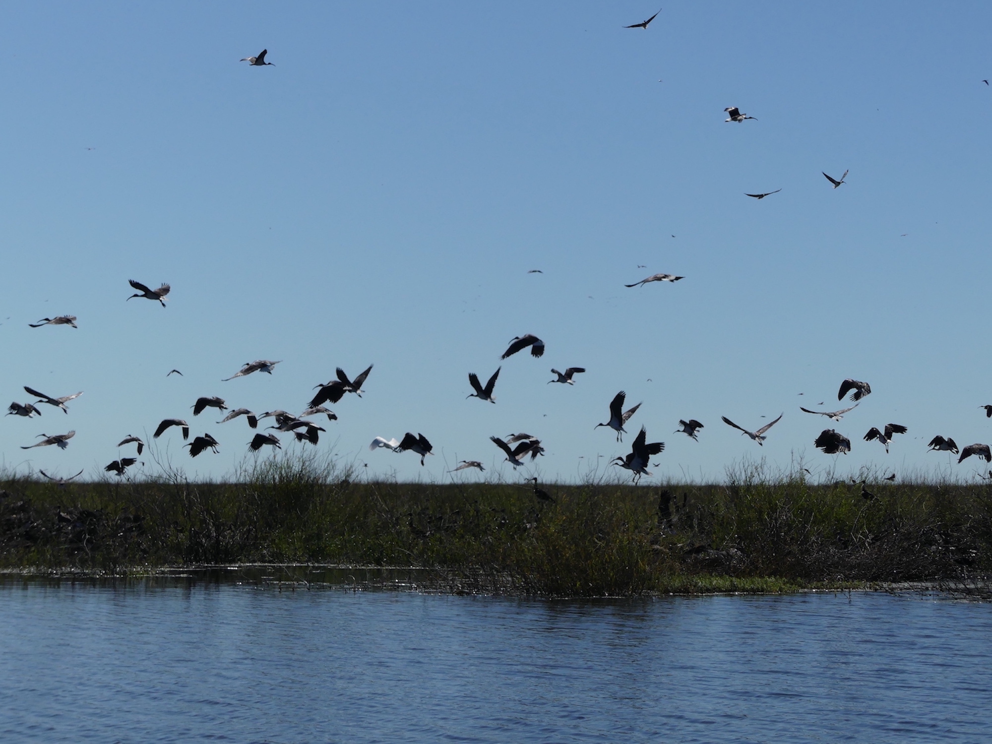 Waterbirds at Gayini Wetlands. Photographed with permission from the Nari Nari Tribal Council.