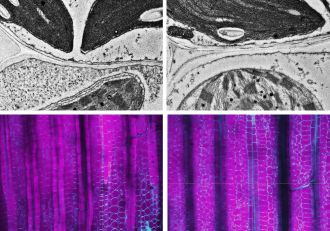 Detective work inside plant cells finds a key piece of C4 photosynthesis' puzzle