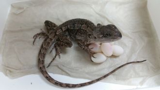 Jacky Dragon with eggs