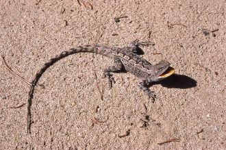 Jacky Dragon (Amphibolurus muricatus) 