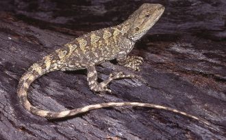 Jacky Dragon (Amphibolurus muricatus) 