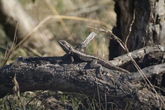 Jacky Dragon (Amphibolurus muricatus) 