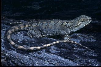 Jacky Dragon (Amphibolurus muricatus) 