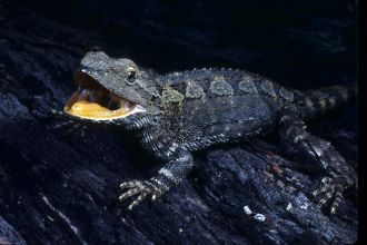 Jacky Dragon (Amphibolurus muricatus) 
