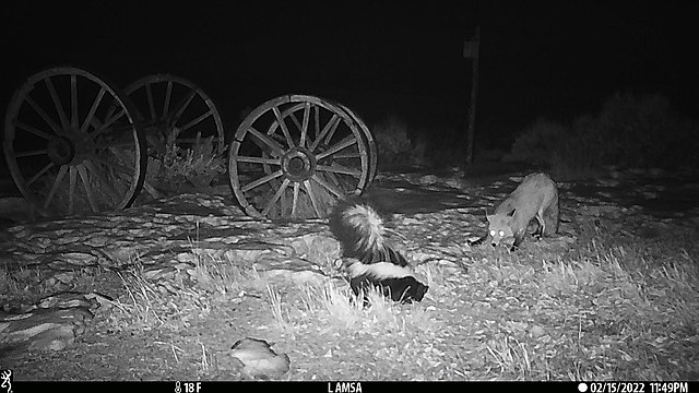 Larry Lamsa via Wikimedia Commons