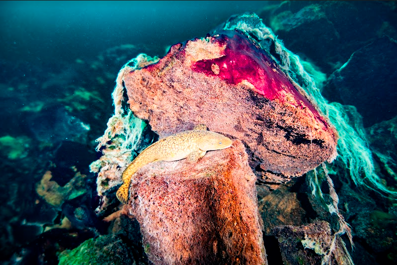 Phil Hartmeyer, NOAA Thunder Bay National Marine Sanctuary