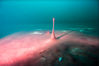 Middle Island Sinkhole