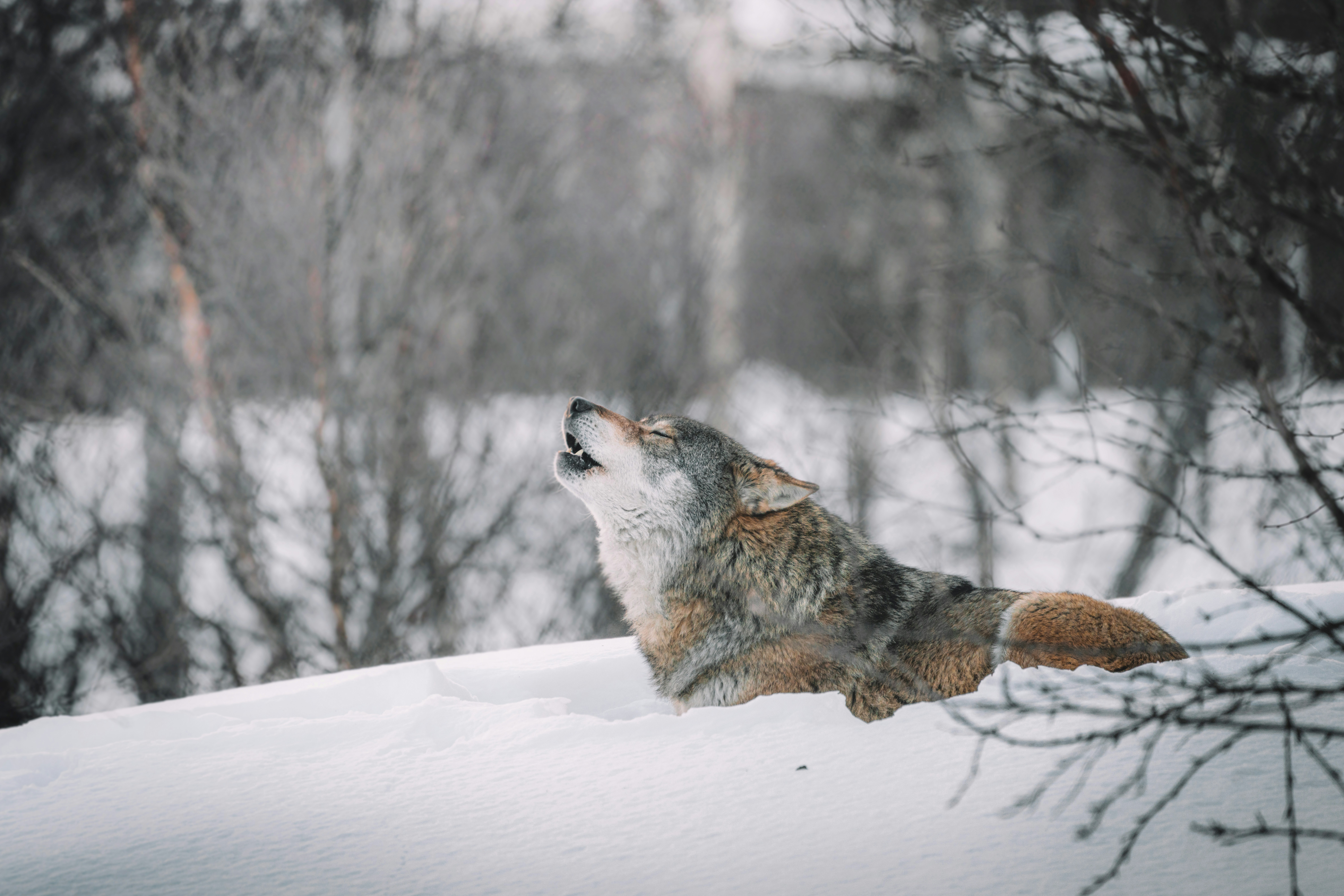 CC-0. https://unsplash.com/photos/brown-and-white-wolf-on-snow-covered-ground-9y-XkkOk2XI