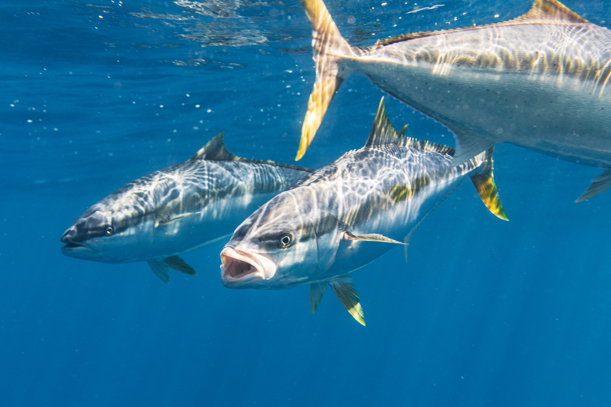 Image courtesy Getty Images