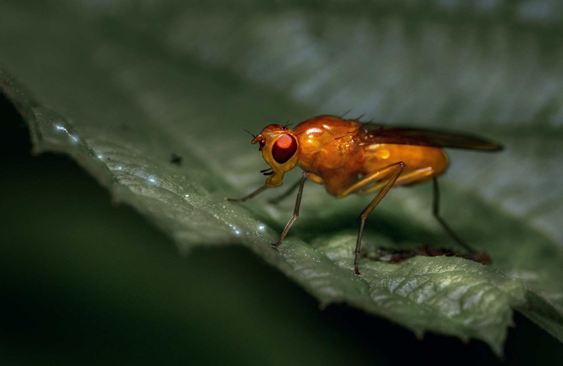 The research team examined the relationship between dietary amino acids and stress tolerance using the common fruit fly, Drosophila melanogaster. 