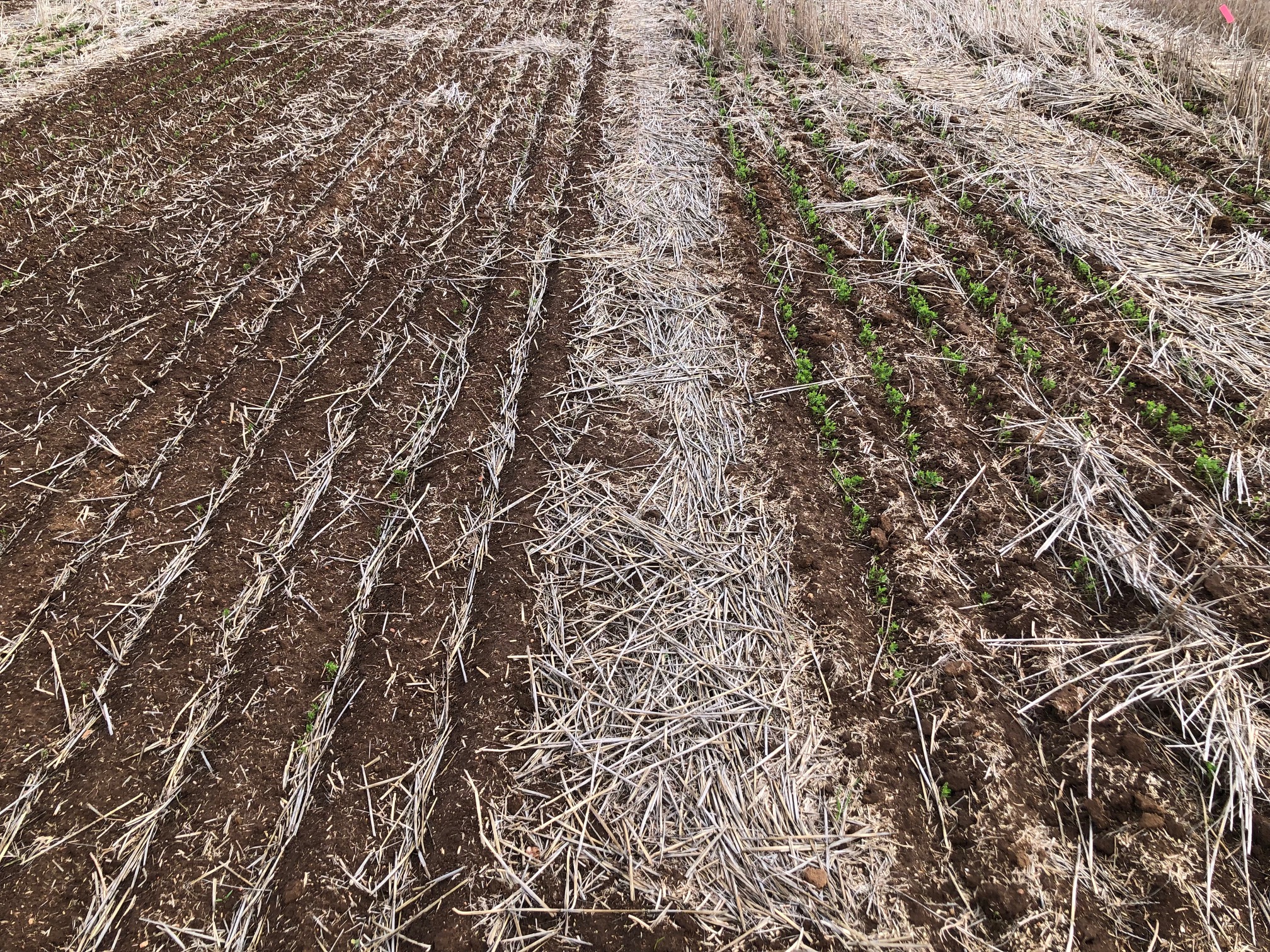 Comparison of tilled and non-tilled plots. Photo courtesy PIRSA SARDI