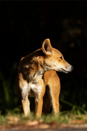Dingo Bingo | Myall Lakes Dingo Project
