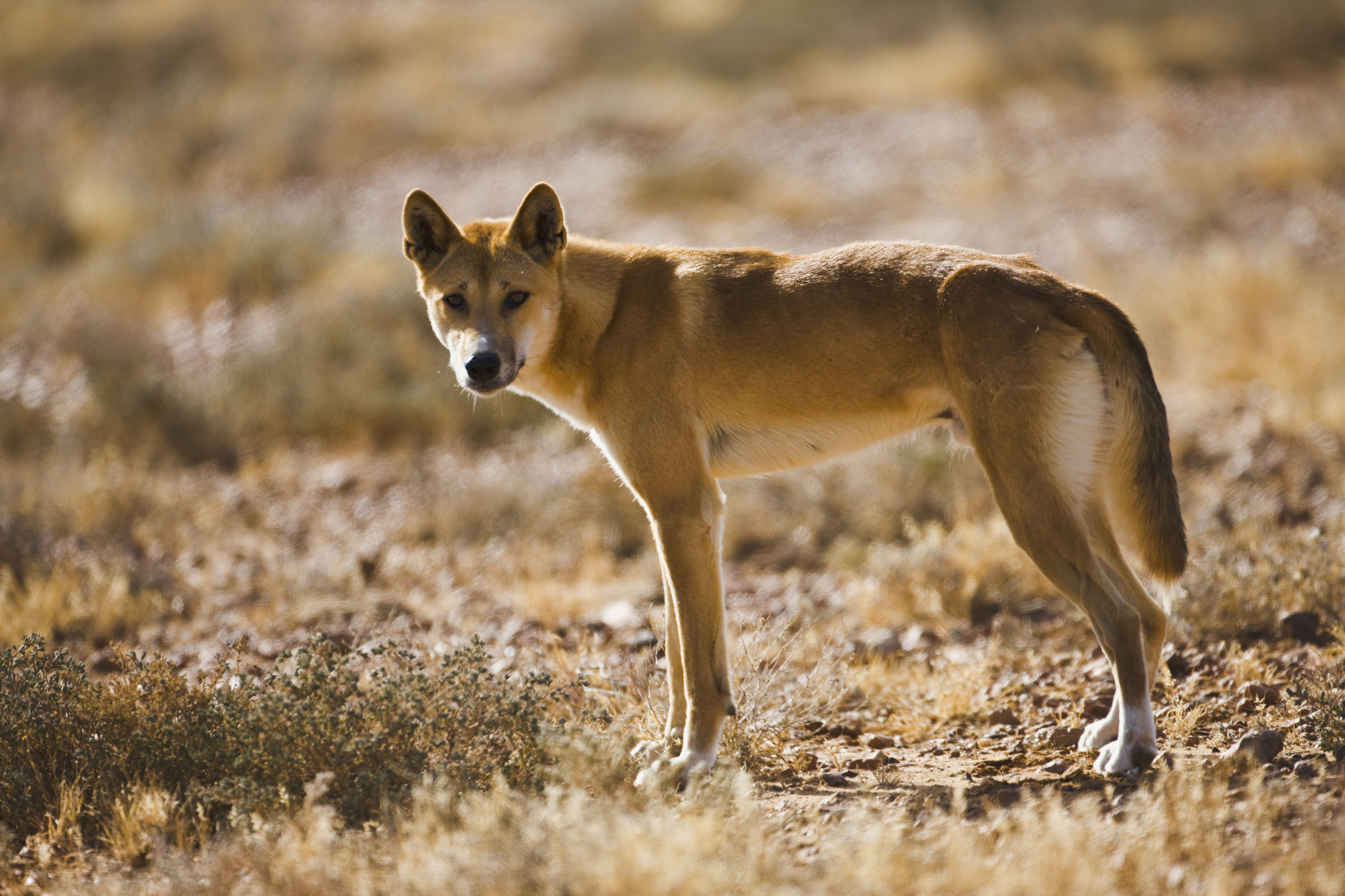 Male dingo. (Photo credit: Jami Tarris - Getty Images)  