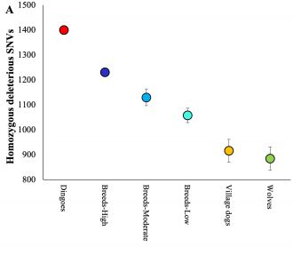Deleterious mutational load in dingoes and other canines 