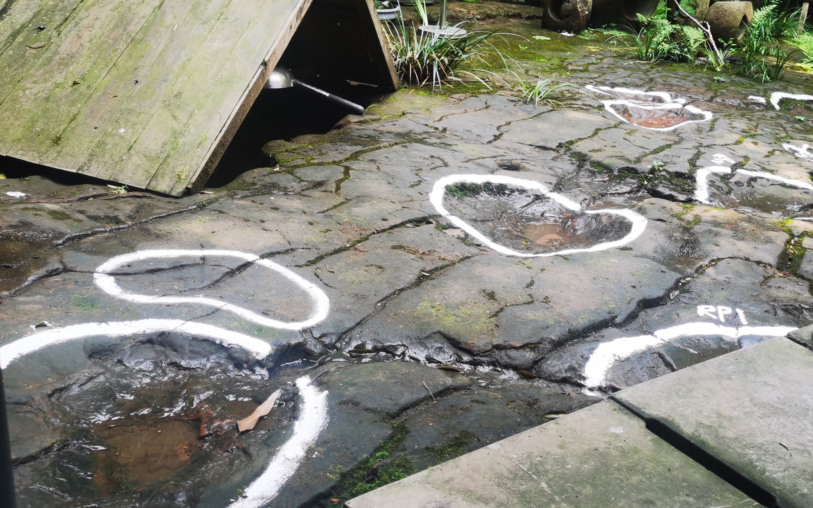 100 million-year-old sauropod tracks discovered at a restaurant in China. Credit: L. Xing