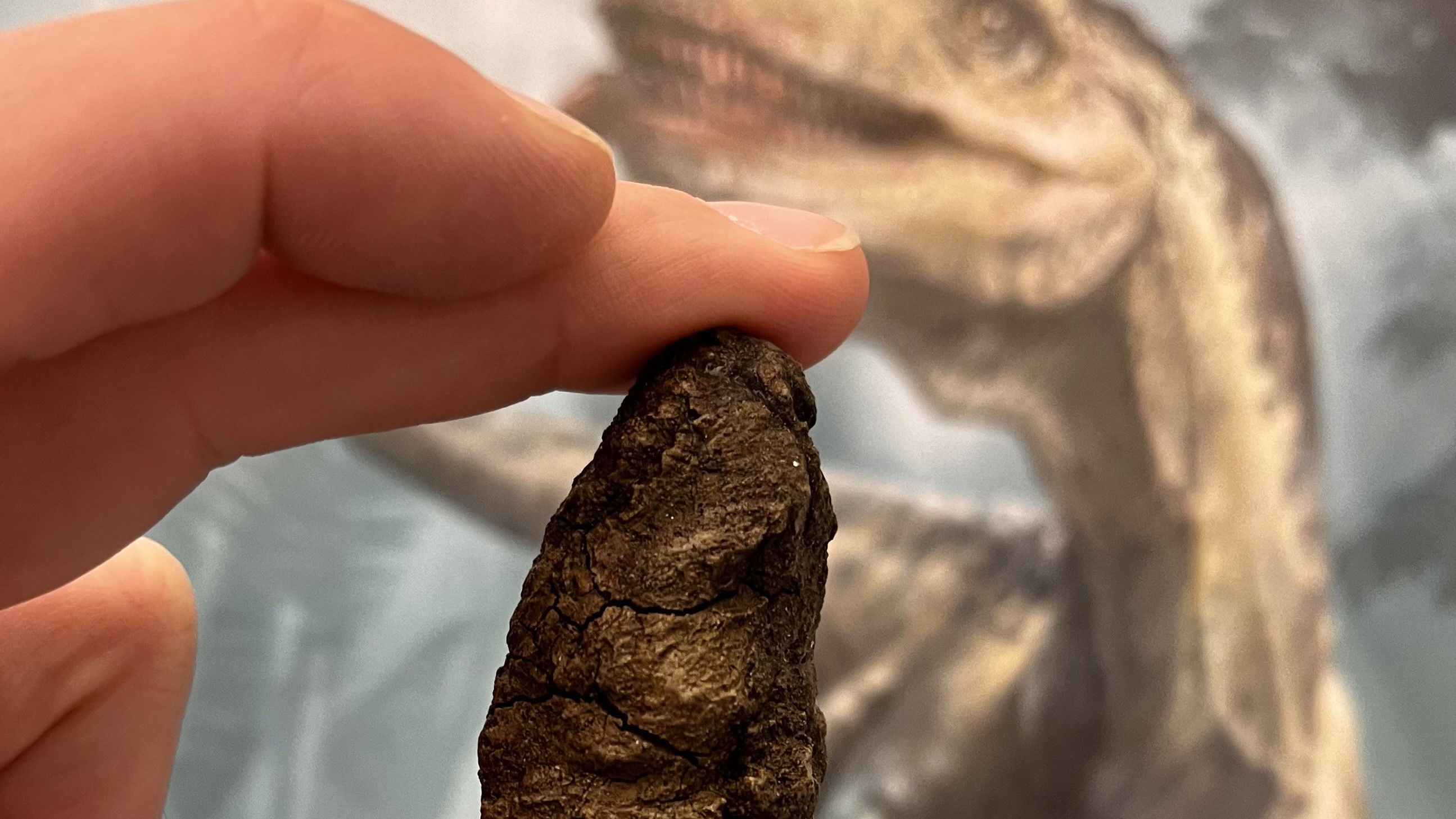 Coprolite from Smok: Fossil feces of the bone-crushing archosaur Smok, with a Smok reconstruction in the background Credit: Grzegorz Niedzwiedzki, grzegorz.niedzwiedzki@ebc.uu.se